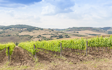 Image showing Tuscan wineyard