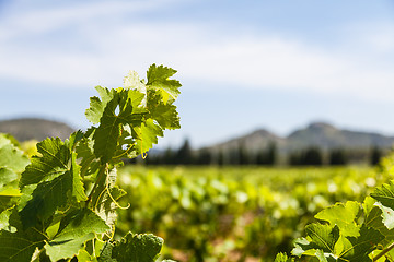 Image showing Provence vineyard