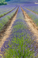 Image showing Lavander field