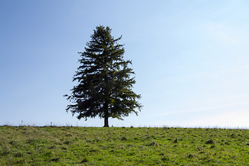 Image showing  Tree