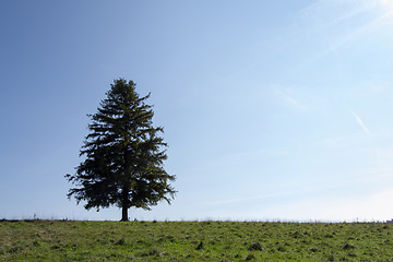 Image showing Tree