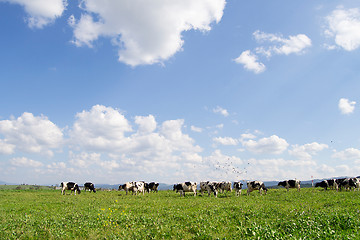Image showing Cattle grazing