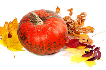 Image showing Ripe pumpkin and autumn leaves