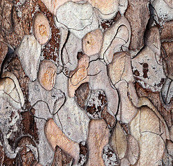 Image showing Wooden texture