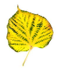 Image showing Yellowed autumn leaf