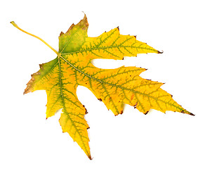 Image showing Yellowed autumn leaf on white background