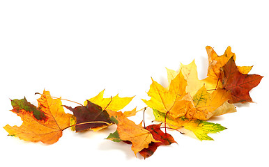 Image showing Autumn dry maple leafs isolated on white background