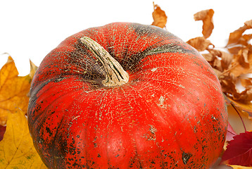 Image showing Ripe pumpkin in autumn leaves