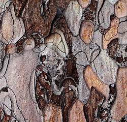Image showing Wooden texture of pine-tree