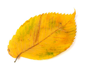 Image showing Yellowed autumn leaf