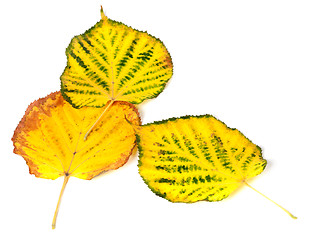 Image showing Three autumn multicolored leafs