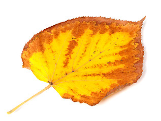 Image showing Yellowed dry autumn leaf 