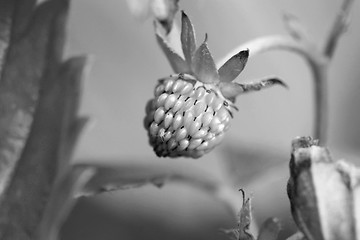 Image showing Unripe strawberry fruit