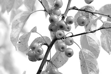 Image showing Crab apples among autumn leaves