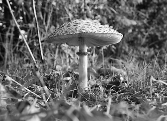 Image showing Parasol mushroom at ground level