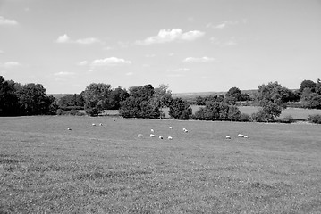 Image showing Sheep graze in a farm field