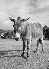 Image showing New Forest donkey in Lyndhurst, Hampshire