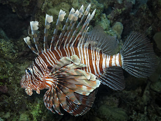 Image showing lionfish