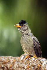 Image showing bulbul