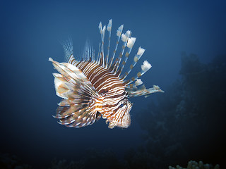 Image showing lionfish