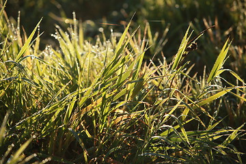 Image showing dew drops in lights on green grass