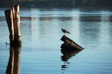 Image showing morning river