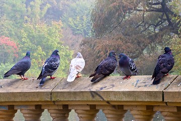 Image showing Pigeons standing on  wall