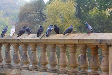 Image showing Pigeons standing on  wall