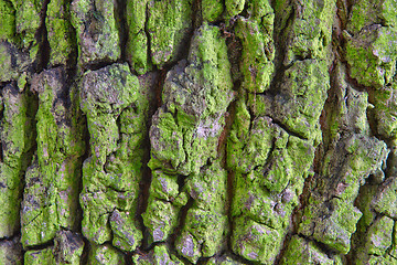 Image showing  tree bark