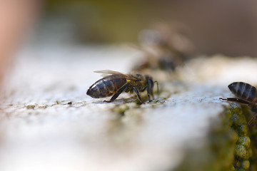 Image showing big drone bee (male honey bee), close up