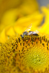 Image showing close up of bee on sunflower