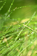 Image showing green grass with water drops texture for background