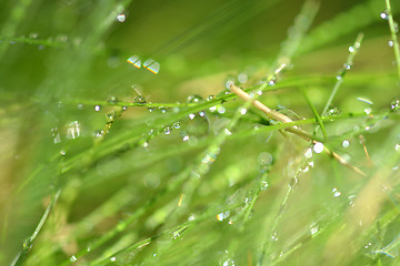 Image showing green grass with water drops texture for background