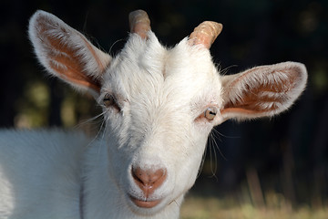 Image showing white goat head on a summer pasture