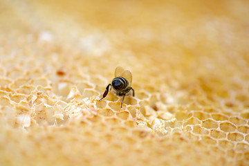 Image showing Close up view of the working bees on honey cells.