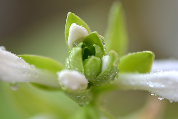 Image showing macro white flower with water drops