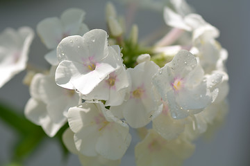 Image showing white flower, close up