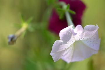 Image showing red and white flowers, macro, close up