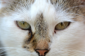 Image showing head cat close up