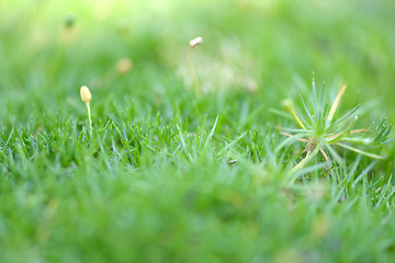 Image showing green grass texture for background