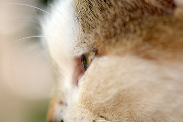 Image showing beautiful portrait of a white cat, close up