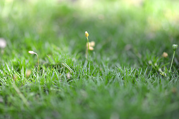 Image showing green grass background, close up