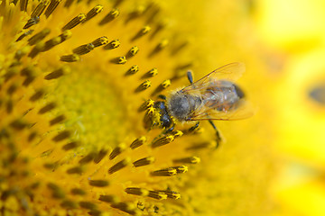 Image showing close up of bee on sunflower