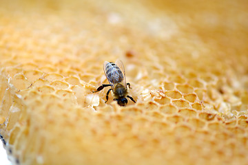 Image showing bees work on honeycomb