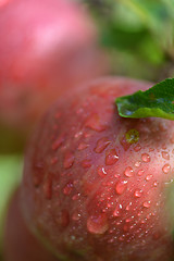 Image showing Red apples with water drops on apple tree branch