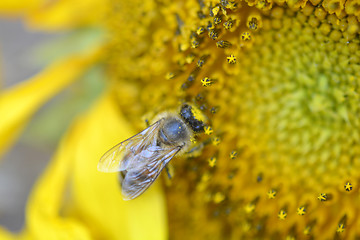 Image showing Close up macro bee working on sunflower