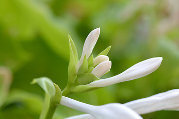 Image showing green and white flower, close up