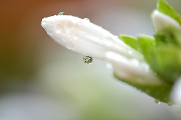 Image showing macro white flower with water drops