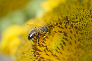 Image showing Close up macro bee working on sunflower