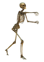 Image showing Human Skeleton